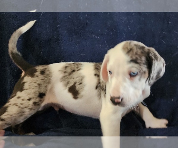 Medium Photo #15 Catahoula Leopard Dog Puppy For Sale in CUMBY, TX, USA