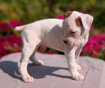 Puppy Zya Boxer
