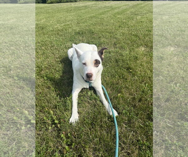 Medium Photo #4 Mutt Puppy For Sale in Walnutport, PA, USA