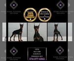 Puppy Viper AKC Doberman Pinscher