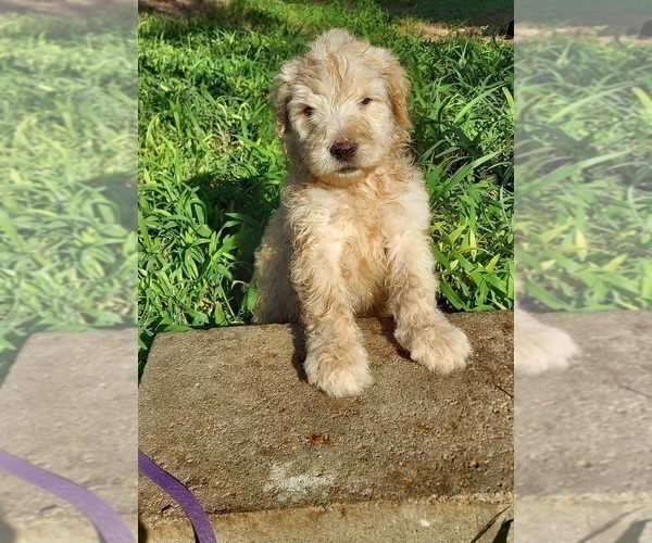 Medium Photo #20 Bordoodle Puppy For Sale in COPPERAS COVE, TX, USA