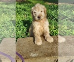 Small Photo #20 Bordoodle Puppy For Sale in COPPERAS COVE, TX, USA