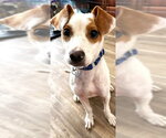 Small #4 Jack Russell Terrier Mix