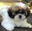 Small Photo #3 Mal-Shi Puppy For Sale in BUFORD, GA, USA