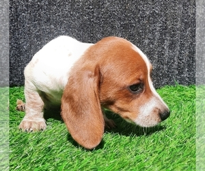 Dachshund Puppy for sale in SUNNY HILLS, FL, USA