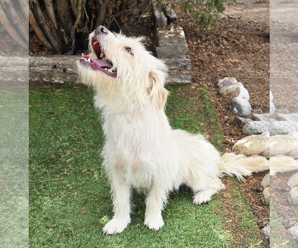 Medium Photo #4 Mutt Puppy For Sale in Albuquerque, NM, USA
