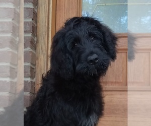 Goldendoodle-Newfoundland Mix Puppy for Sale in PERU, Indiana USA