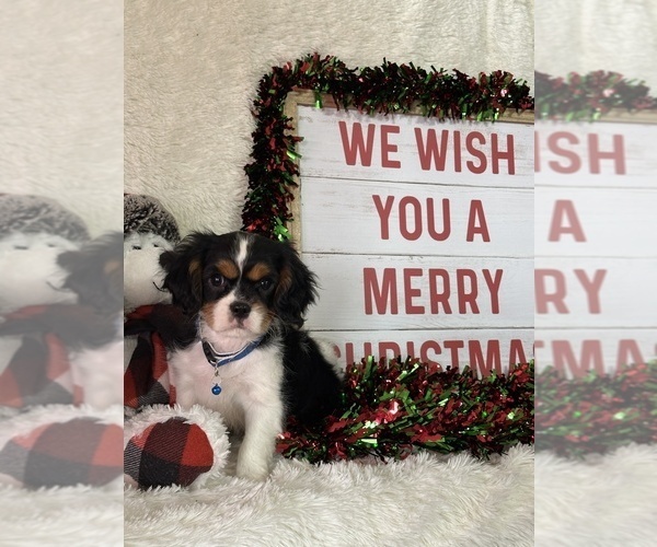 Medium Photo #1 Cavalier King Charles Spaniel Puppy For Sale in GREENVILLE, MO, USA