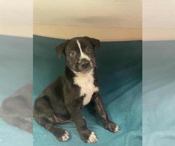 Medium Photo #1 Siberian Husky-Unknown Mix Puppy For Sale in HESPERIA, CA, USA