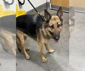 German Shepherd Dog Dogs for adoption in Forestville, MD, USA