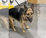 Small German Shepherd Dog