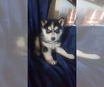 Small Photo #2 Siberian Husky Puppy For Sale in NEOSHO, MO, USA