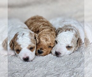Poodle (Miniature) Litter for sale in HOAGLAND, IN, USA