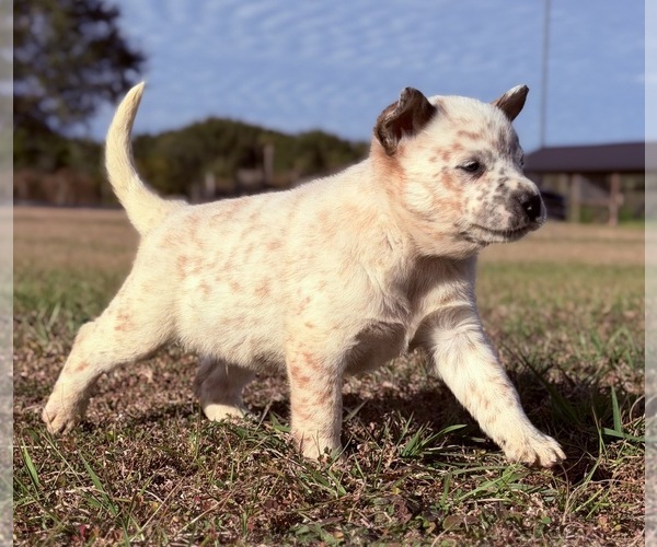 Medium Photo #2 Australian Cattle Dog Puppy For Sale in ZOLFO SPRINGS, FL, USA