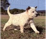 Small #1 Australian Cattle Dog