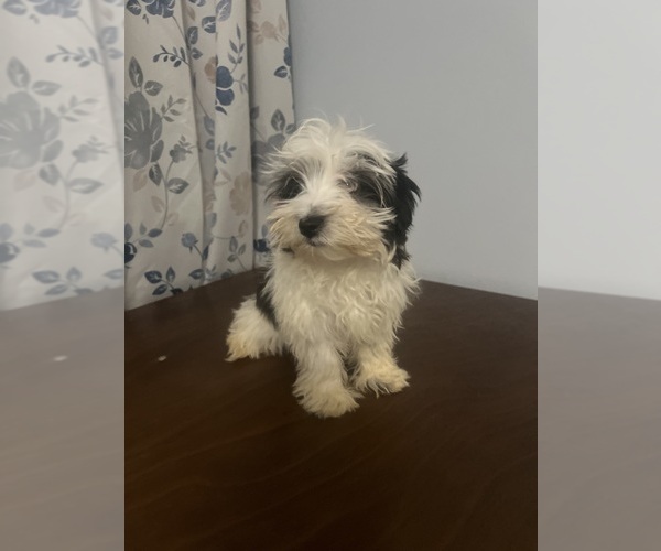 Medium Photo #3 Havanese Puppy For Sale in DURHAM, CT, USA