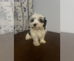 Small #2 Havanese