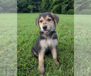 German Shepherd Dog Puppy for sale in WOODBURN, KY, USA