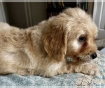 Small Photo #69 Goldendoodle (Miniature) Puppy For Sale in PENSACOLA, FL, USA