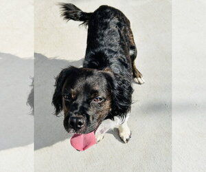 Cocker Spaniel-Unknown Mix Dogs for adoption in Fort Worth, TX, USA