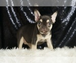 Small #2 French Bulldog
