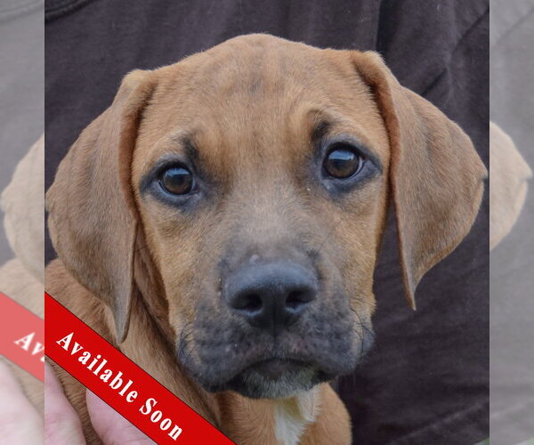 Medium Photo #1 Labralas Puppy For Sale in Huntley, IL, USA