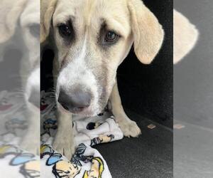 Anatolian Shepherd-Unknown Mix Dogs for adoption in Santa Barbara, CA, USA