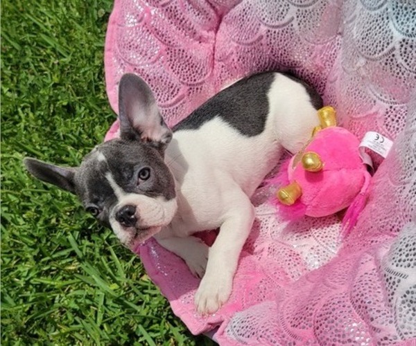Medium Photo #1 French Bulldog Puppy For Sale in SAVANNAH, GA, USA