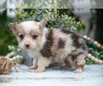 Small Photo #8 Pembroke Welsh Corgi Puppy For Sale in NEW CONCORD, OH, USA