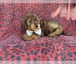 Small #6 Aussiedoodle Miniature 