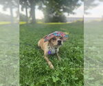 Small #2 Chihuahua Mix