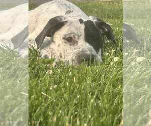 Mutt Dogs for adoption in Waterloo, IA, USA