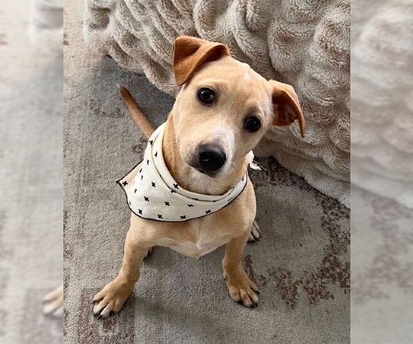 Medium Photo #2 Mutt Puppy For Sale in Genesee, WI, USA