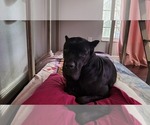 Small Photo #1 Cane Corso Puppy For Sale in HERNANDO, FL, USA