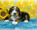 Small Photo #79 Bernedoodle Puppy For Sale in COLORADO SPRINGS, CO, USA