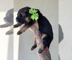 Small #28 German Shepherd Dog