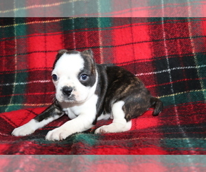 Faux Frenchbo Bulldog Puppy for sale in SHILOH, OH, USA