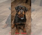 Small Photo #15 Rottweiler Puppy For Sale in ROCKFORD, MI, USA