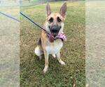 Small German Shepherd Dog Mix