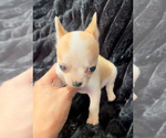 Small #6 Chihuahua
