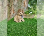 Small #4 Poodle (Toy)