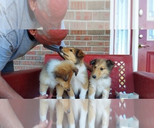 Collie Puppy for sale in IOWA CITY, IA, USA