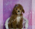 Small #4 Maltipoo (Miniature)