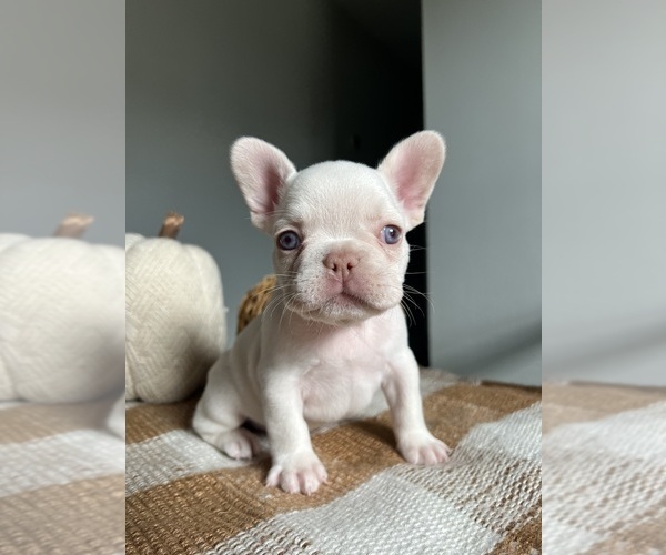 Medium Photo #1 French Bulldog Puppy For Sale in BELLE CHASSE, LA, USA