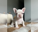 Puppy 1 French Bulldog