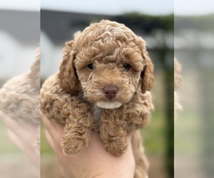 Pyredoodle (Toy) Puppy for sale in INMAN, SC, USA