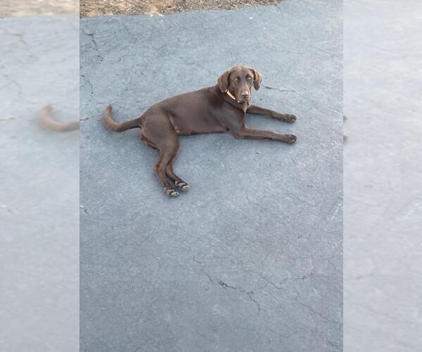 Medium Photo #2 Labrador Retriever Puppy For Sale in San Diego, CA, USA