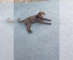Small #1 Labrador Retriever