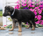 Small #2 German Shepherd Dog