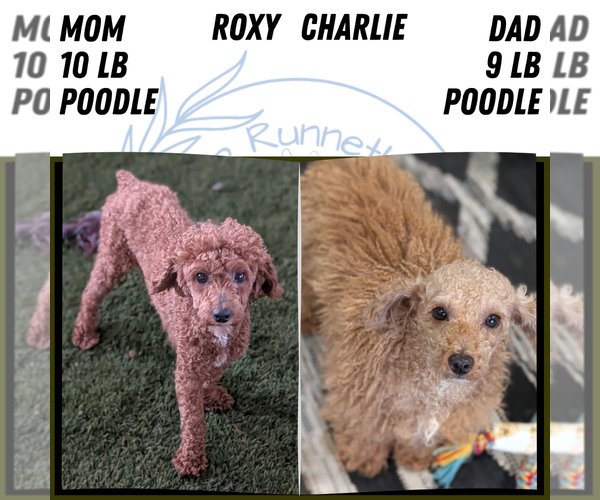 Medium Photo #18 Poodle (Miniature) Puppy For Sale in GOSHEN, IN, USA